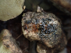  ( - HAY-F-003409)  @11 [ ] by-nc (2023) Sadie Hickey Fungal Diversity Survey