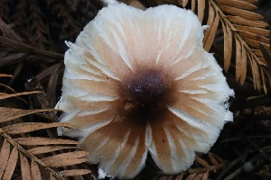  (Lepiota - HAY-F-004757)  @11 [ ] by-nc (2023) Taye Bright Fungal Diversity Survey
