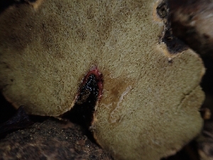 ( - HAY-F-003409)  @11 [ ] by-nc (2023) Sadie Hickey Fungal Diversity Survey
