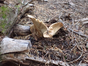  (Aspropaxillus septentrionalis - HAY-F-003405)  @11 [ ] by-nc (2023) Sadie Hickey Fungal Diversity Survey