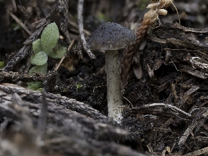  ( - HAY-F-005938)  @11 [ ] by-nc (2023) Stu Pickell Fungal Diversity Survey