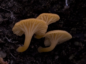  ( - HAY-F-005956)  @11 [ ] by-nc (2023) Stu Pickell Fungal Diversity Survey