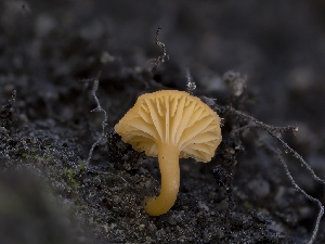  ( - HAY-F-005956)  @11 [ ] by-nc (2023) Stu Pickell Fungal Diversity Survey