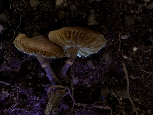 ( - HAY-F-005958)  @11 [ ] by-nc (2023) Stu Pickell Fungal Diversity Survey
