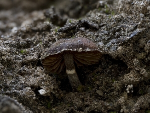  ( - HAY-F-005958)  @11 [ ] by-nc (2023) Stu Pickell Fungal Diversity Survey