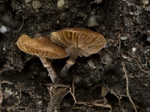  ( - HAY-F-005958)  @11 [ ] by-nc (2023) Stu Pickell Fungal Diversity Survey