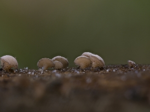  (Cudoniella sp. CA02 - HAY-F-005949)  @11 [ ] by-nc (2023) Stu Pickell Fungal Diversity Survey