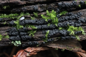  ( - HAY-F-004760)  @11 [ ] by-nc (2023) Taye Bright Fungal Diversity Survey