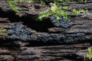  ( - HAY-F-004760)  @11 [ ] by-nc (2023) Taye Bright Fungal Diversity Survey