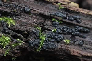  ( - HAY-F-004760)  @11 [ ] by-nc (2023) Taye Bright Fungal Diversity Survey