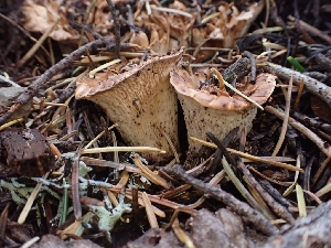  (Turbinellus sp. CA01 - HAY-F-003410)  @11 [ ] by-nc (2023) Sadie Hickey Fungal Diversity Survey