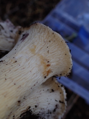  ( - HAY-F-003410)  @11 [ ] by-nc (2023) Sadie Hickey Fungal Diversity Survey