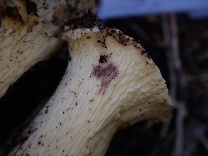  ( - HAY-F-003410)  @11 [ ] by-nc (2023) Sadie Hickey Fungal Diversity Survey