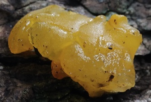  ( - HAY-F-004762)  @11 [ ] by-nc (2023) Taye Bright Fungal Diversity Survey