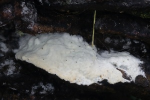  (Phanerochaete sp. CA04 - HAY-F-004763)  @11 [ ] by-nc (2023) Taye Bright Fungal Diversity Survey