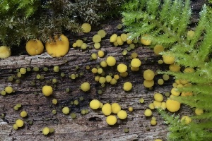  ( - HAY-F-004764)  @11 [ ] by-nc (2023) Taye Bright Fungal Diversity Survey
