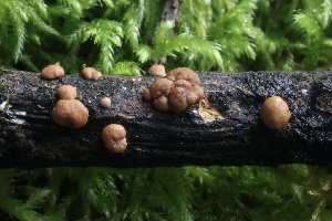  (Trichoderma sp. CA04 - HAY-F-004767)  @11 [ ] by-nc (2023) Taye Bright Fungal Diversity Survey