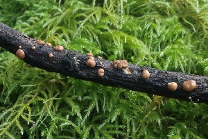  ( - HAY-F-004767)  @11 [ ] by-nc (2023) Taye Bright Fungal Diversity Survey