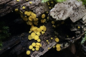  ( - HAY-F-004764)  @11 [ ] by-nc (2023) Taye Bright Fungal Diversity Survey