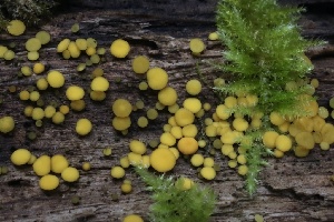  ( - HAY-F-004764)  @11 [ ] by-nc (2023) Taye Bright Fungal Diversity Survey