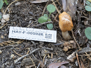  ( - HAY-F-005926)  @11 [ ] by-nc (2023) Stu Pickell Fungal Diversity Survey