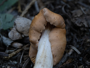  ( - HAY-F-005926)  @11 [ ] by-nc (2023) Stu Pickell Fungal Diversity Survey