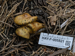  ( - HAY-F-005821)  @11 [ ] by-nc (2023) Stu Pickell Fungal Diversity Survey