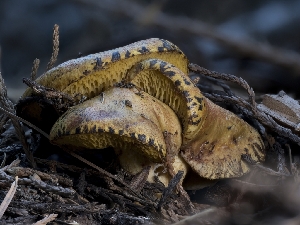  ( - HAY-F-005821)  @11 [ ] by-nc (2023) Stu Pickell Fungal Diversity Survey