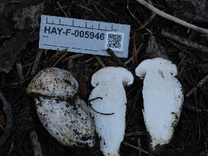  (Hygrophorus sp. fragrans-CA01 - HAY-F-005946)  @11 [ ] by-nc (2023) Stu Pickell Fungal Diversity Survey