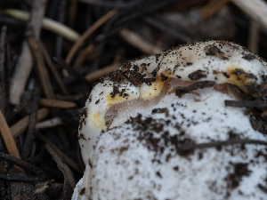  ( - HAY-F-005946)  @11 [ ] by-nc (2023) Stu Pickell Fungal Diversity Survey
