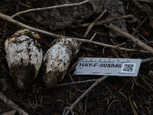  ( - HAY-F-005946)  @11 [ ] by-nc (2023) Stu Pickell Fungal Diversity Survey