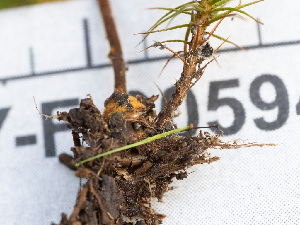  ( - HAY-F-005941)  @11 [ ] by-nc (2023) Stu Pickell Fungal Diversity Survey