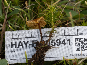  ( - HAY-F-005941)  @11 [ ] by-nc (2023) Stu Pickell Fungal Diversity Survey