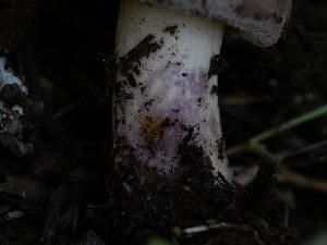  ( - HAY-F-005925)  @11 [ ] by-nc (2023) Stu Pickell Fungal Diversity Survey
