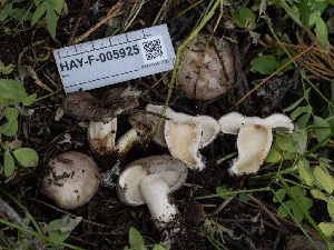  (Lactarius sp. CA03 - HAY-F-005925)  @11 [ ] by-nc (2023) Stu Pickell Fungal Diversity Survey