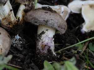  ( - HAY-F-005925)  @11 [ ] by-nc (2023) Stu Pickell Fungal Diversity Survey