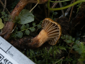  ( - HAY-F-005924)  @11 [ ] by-nc (2023) Stu Pickell Fungal Diversity Survey