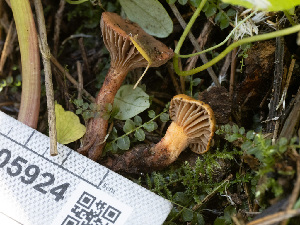  ( - HAY-F-005924)  @11 [ ] by-nc (2023) Stu Pickell Fungal Diversity Survey