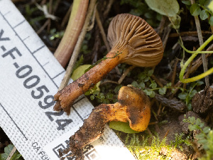  (Chroogomphus sp. ochraceus-PNW01 - HAY-F-005924)  @11 [ ] by-nc (2023) Stu Pickell Fungal Diversity Survey
