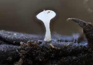  ( - HAY-F-005923)  @11 [ ] by-nc (2023) Stu Pickell Fungal Diversity Survey