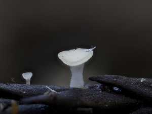  (Cudoniella sp. CA03 - HAY-F-005923)  @11 [ ] by-nc (2023) Stu Pickell Fungal Diversity Survey