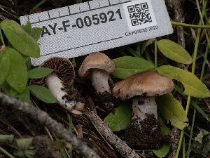 (Cortinarius aptecohaerens - HAY-F-005921)  @11 [ ] by-nc (2023) Stu Pickell Fungal Diversity Survey