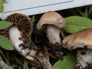  ( - HAY-F-005921)  @11 [ ] by-nc (2023) Stu Pickell Fungal Diversity Survey