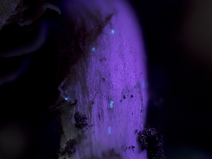 ( - HAY-F-005921)  @11 [ ] by-nc (2023) Stu Pickell Fungal Diversity Survey