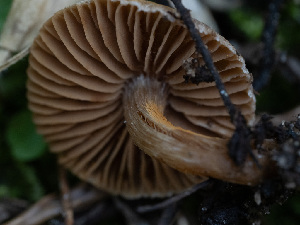  ( - HAY-F-005919)  @11 [ ] by-nc (2023) Stu Pickell Fungal Diversity Survey