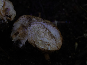  ( - HAY-F-005914)  @11 [ ] by-nc (2023) Stu Pickell Fungal Diversity Survey