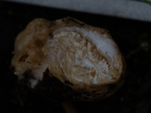  ( - HAY-F-005914)  @11 [ ] by-nc (2023) Stu Pickell Fungal Diversity Survey