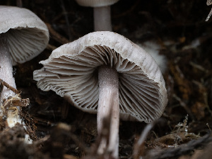  ( - HAY-F-005915)  @11 [ ] by-nc (2023) Stu Pickell Fungal Diversity Survey