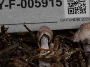  ( - HAY-F-005915)  @11 [ ] by-nc (2023) Stu Pickell Fungal Diversity Survey