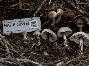 (Mycena sp. pura-CA03 - HAY-F-005915)  @11 [ ] by-nc (2023) Stu Pickell Fungal Diversity Survey
